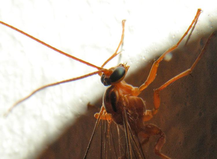 Enicospilus? No. Tryphoninae, genere Netelia